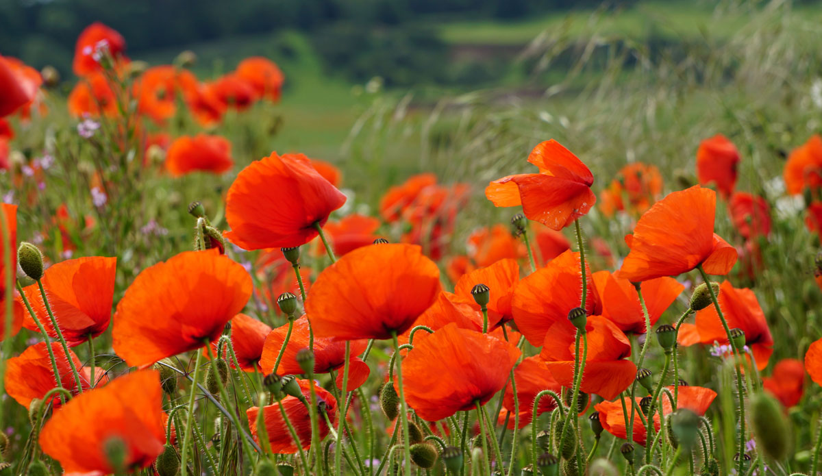 ALNMOUTH-POPPIES-004