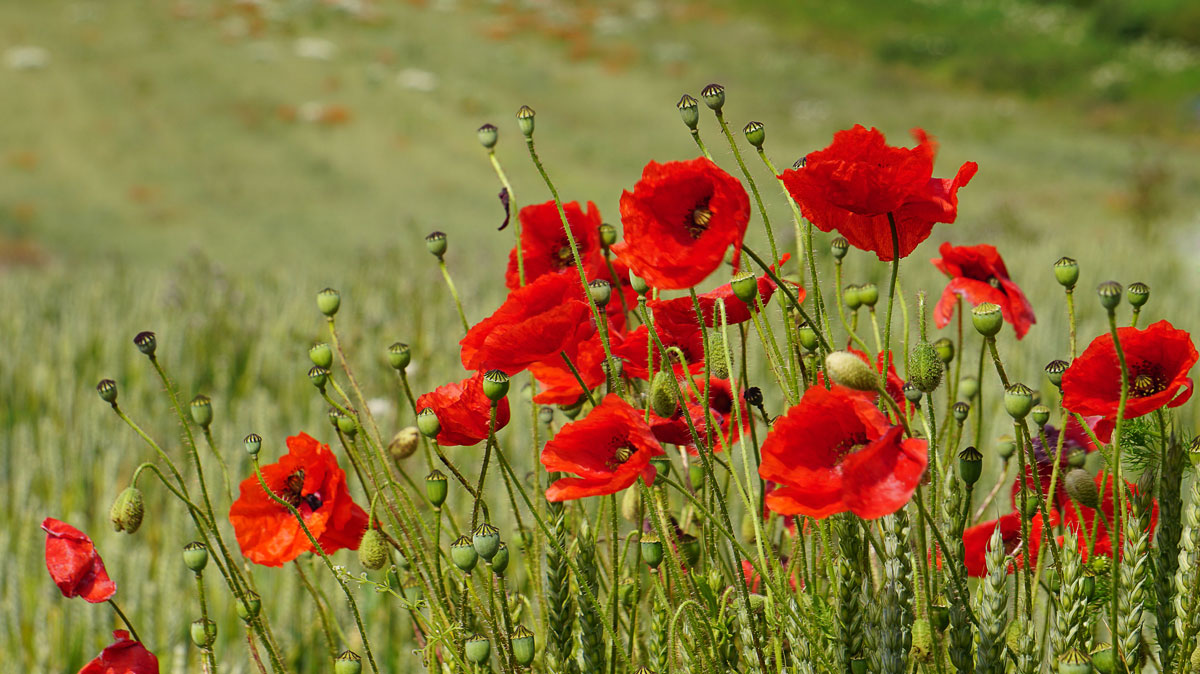 ALNMOUTH-POPPIES-005