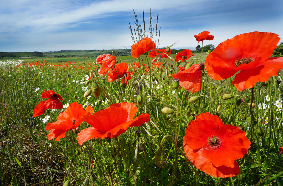 ALNMOUTH-POPPIES-006
