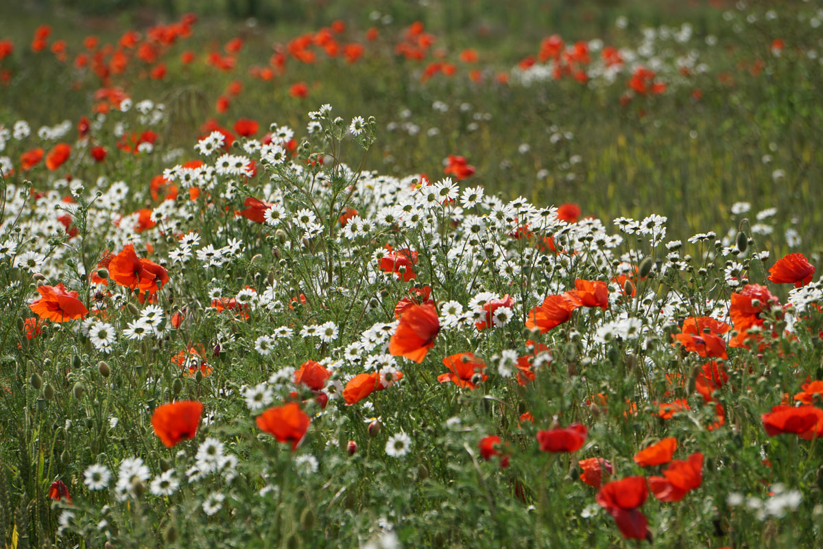 ANMOUTH-POPPIES-007